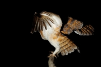 84298 Tyto alba (Barbagianni)